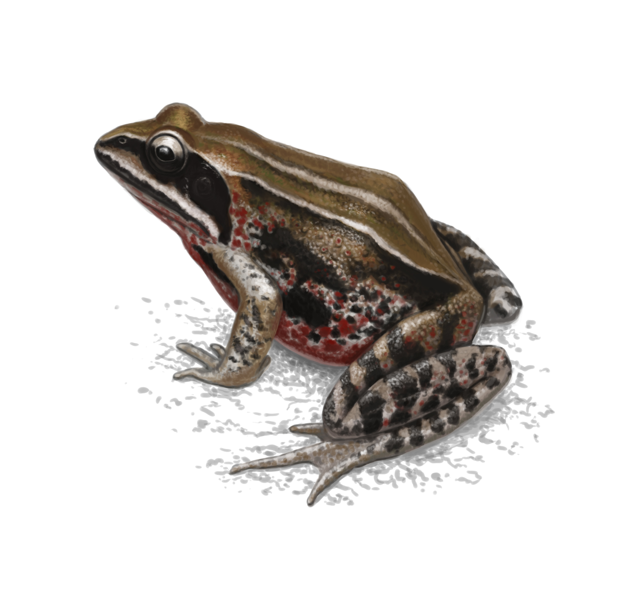 Rana amurensis